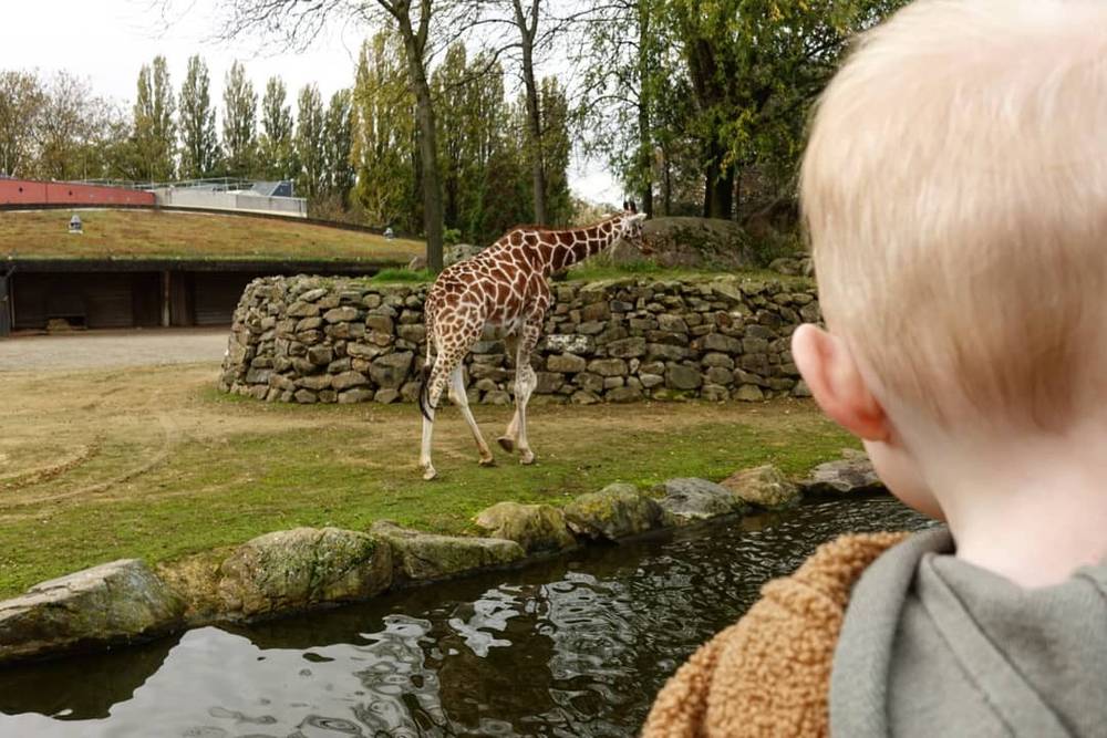 A toddler watches a giraffe at a zoo enclosure.