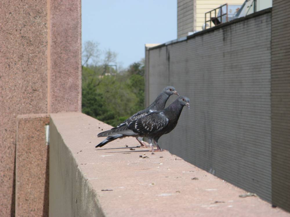 More birds