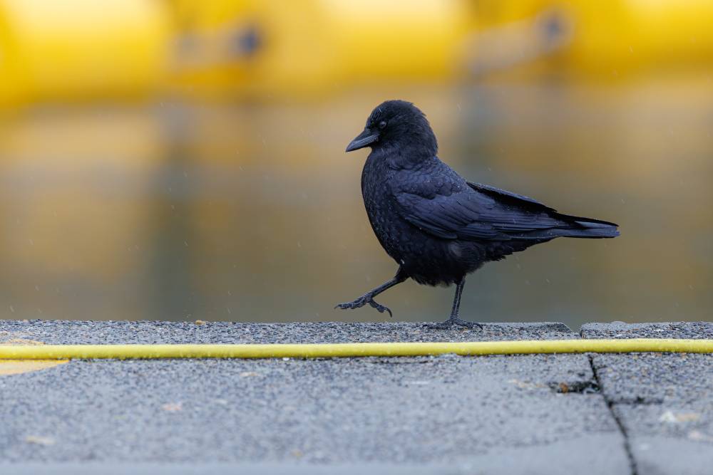 Crow