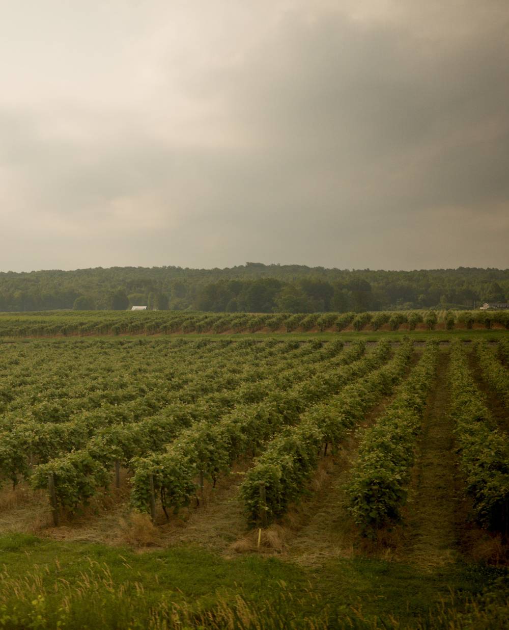 Rows  of grape vines in the foreground. Green hills in the background.