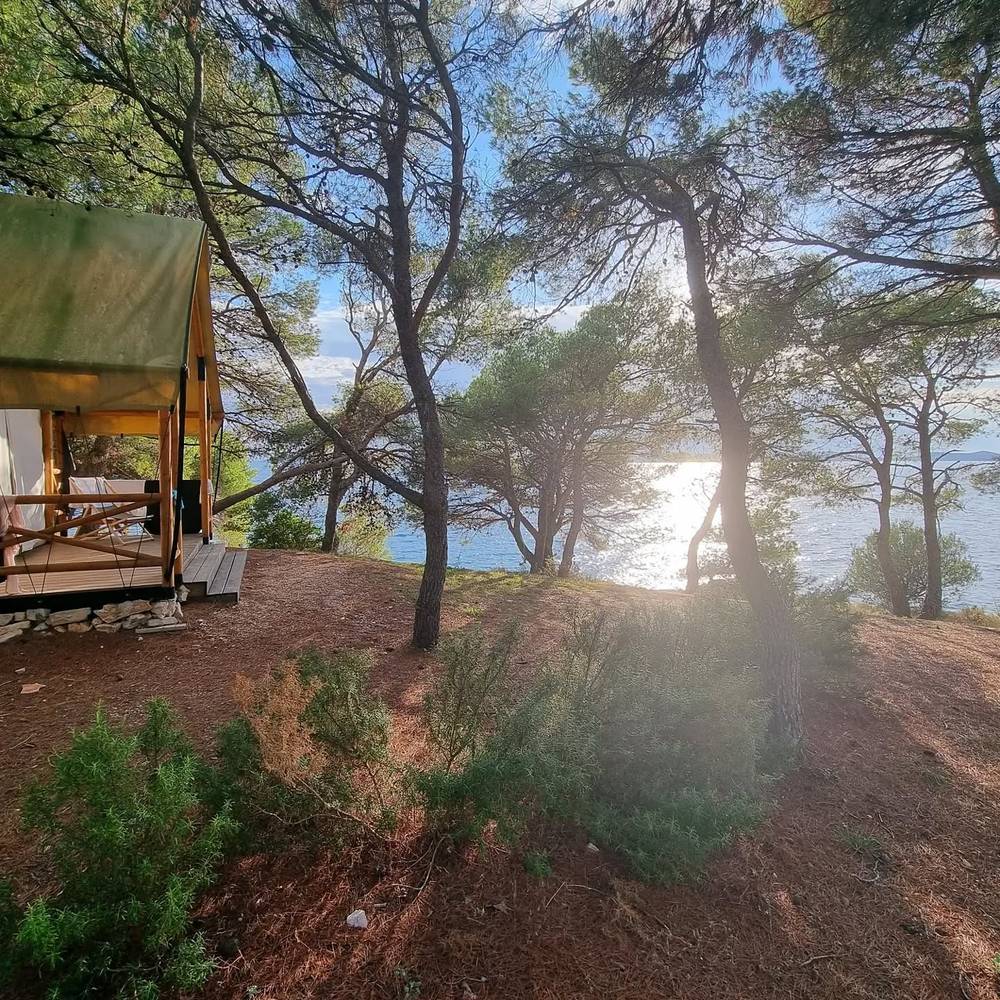 Sunlight streaming through pine trees on a coastal hillside, with a canvas tent visible nearby.