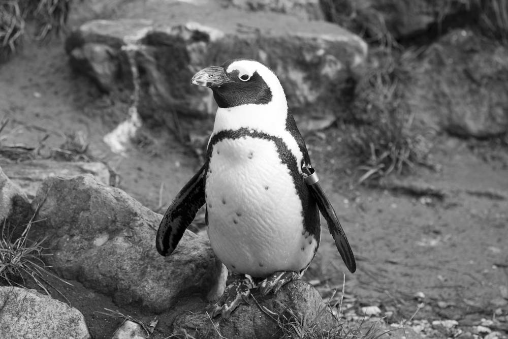 Burgers' Zoo, Arnhem