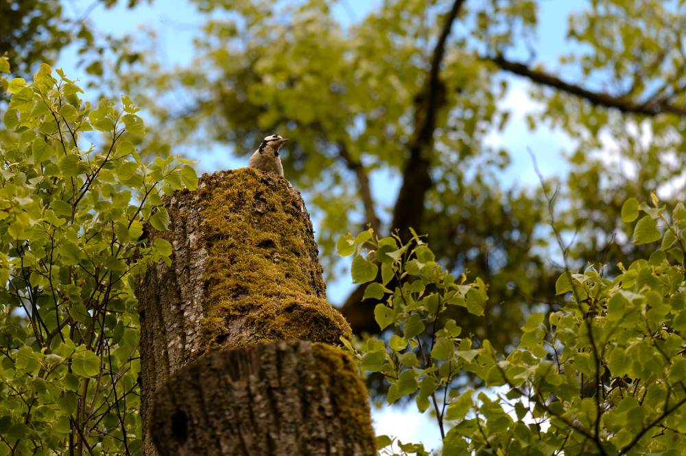 Angry Pecker