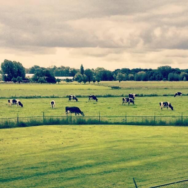 Dairy cows grazing in a flat green field under a cloudy sky.