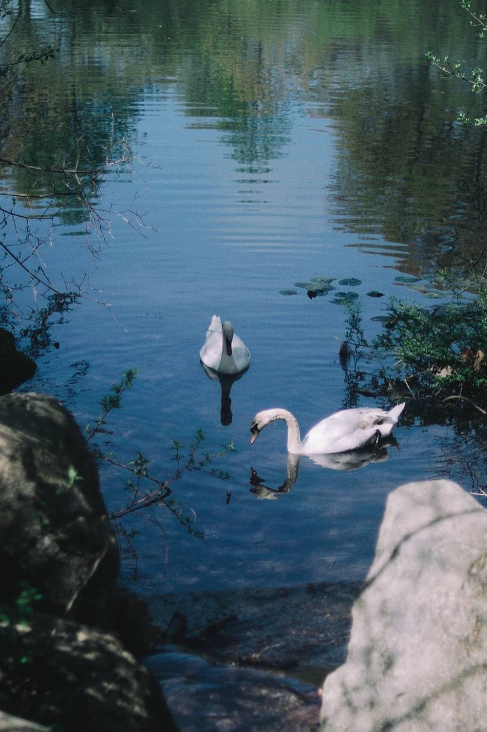 Swans