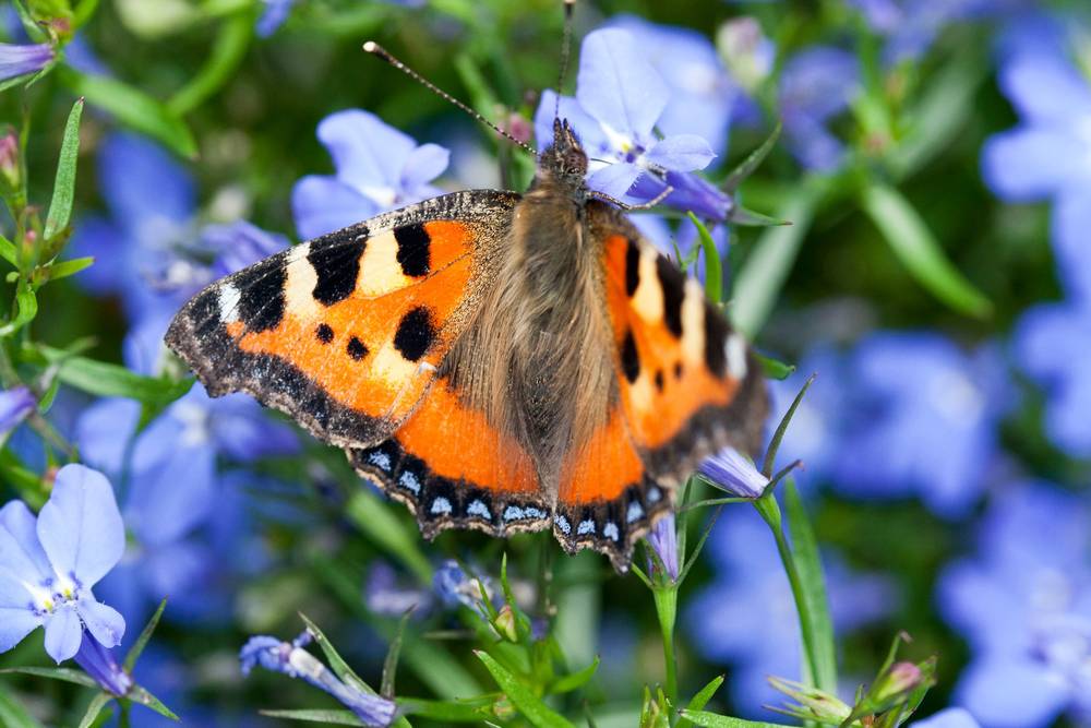 Are non-blue butterflies allowed up here? 🦋