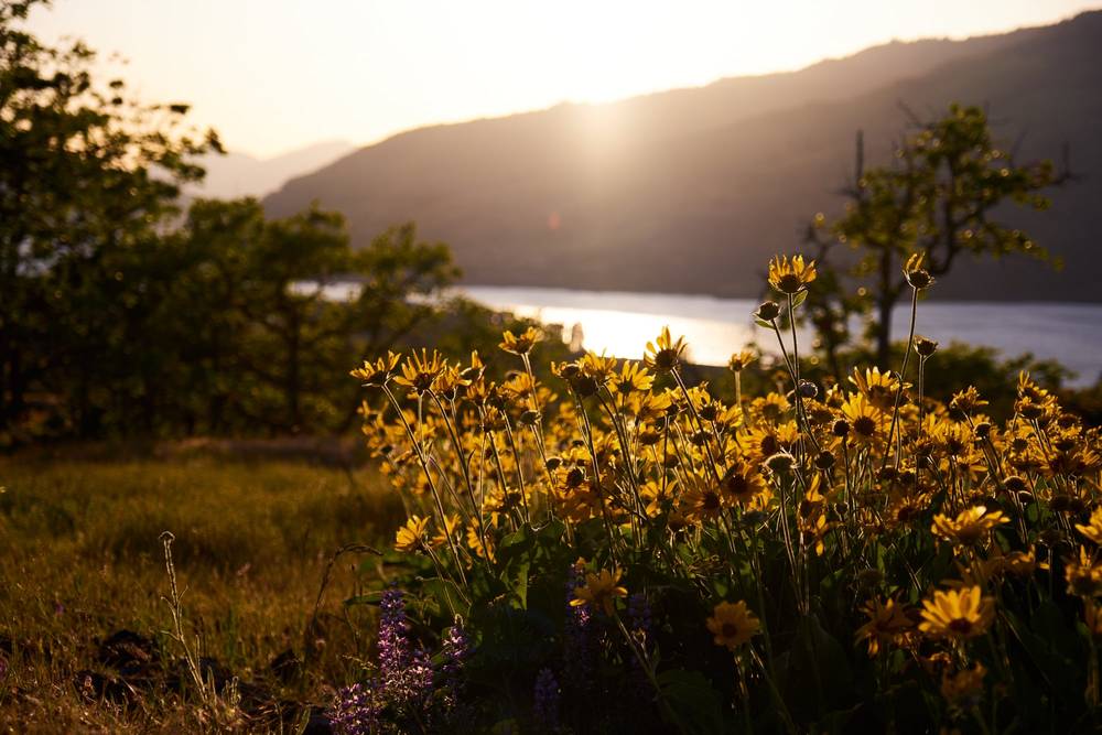 Golden Hour Wildflowers at Memaloose Plateau