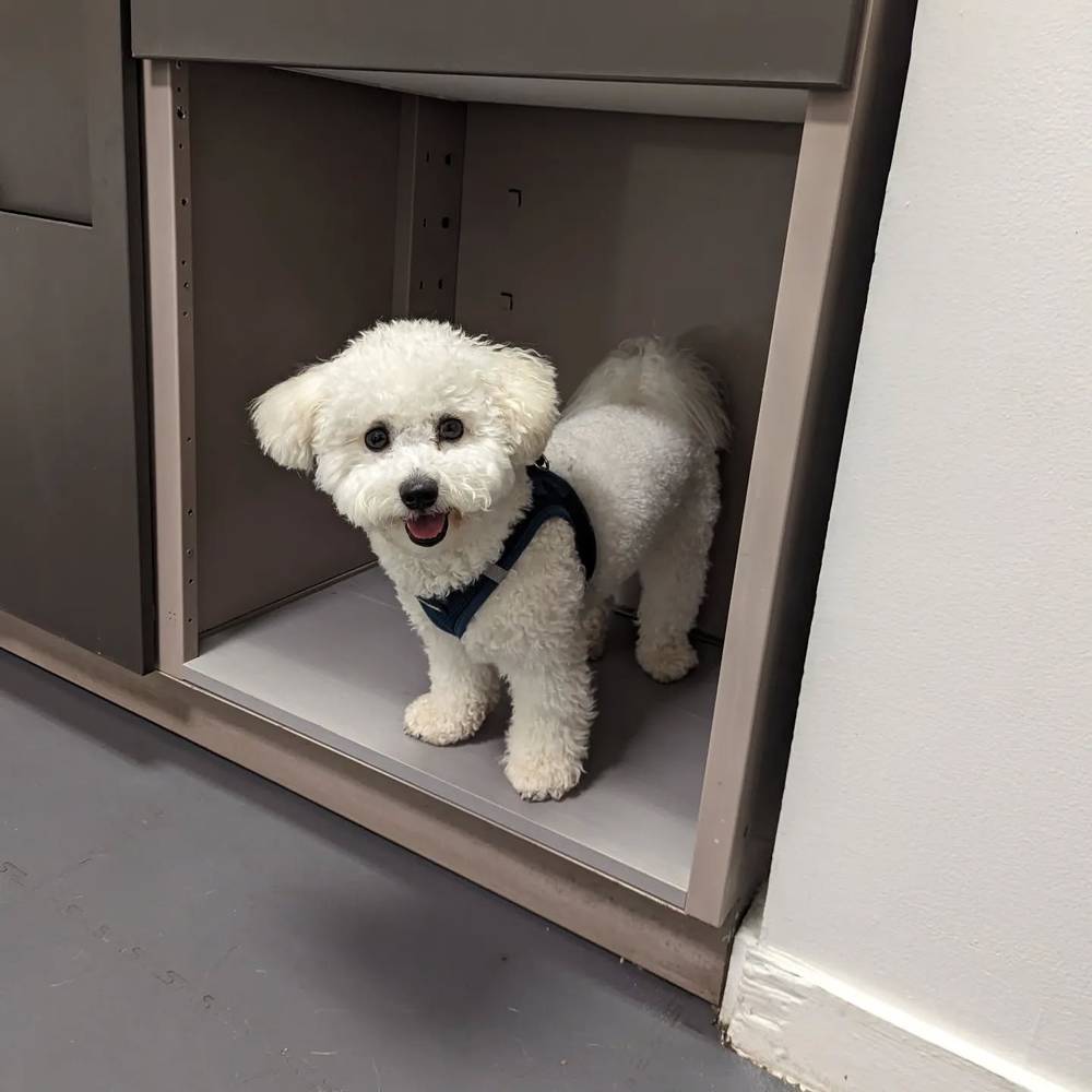 Alright mom, I'm tired of the vet let's go home 🏃🏃