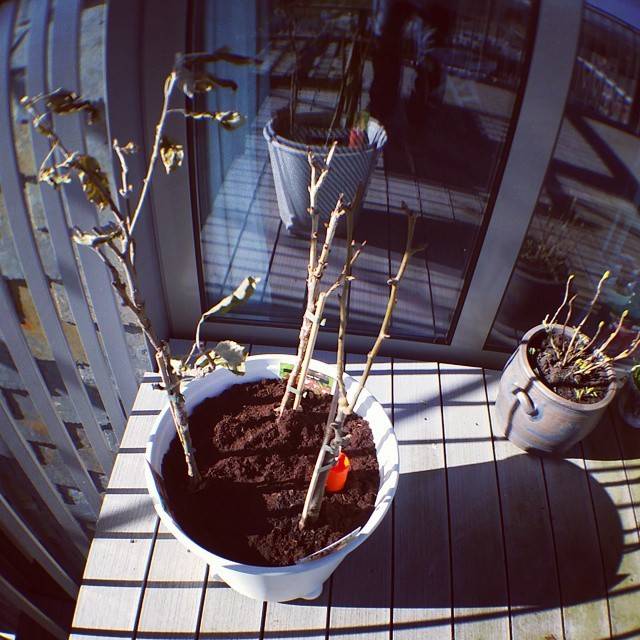 Bare twiggy plants in pots on a sunlit balcony table.