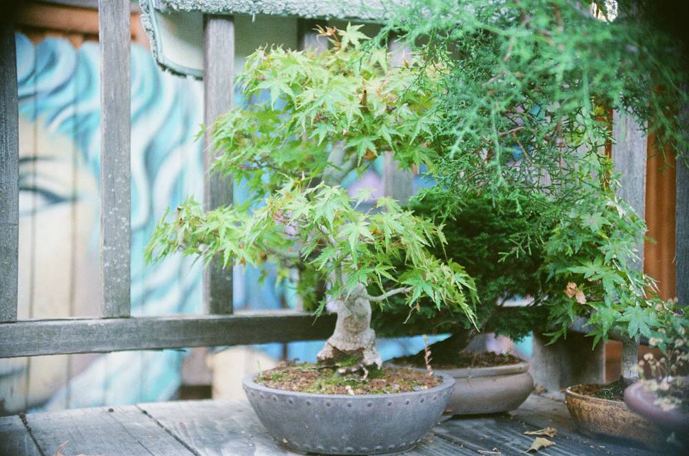 Japanese maple bonsai