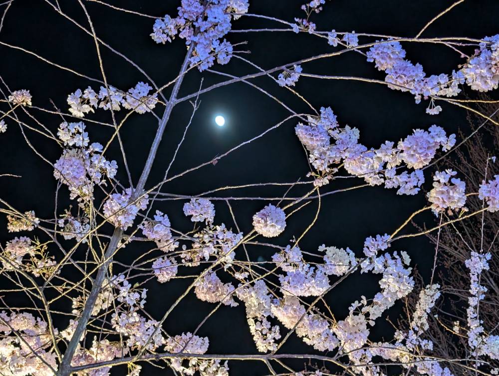 cherry blossom moon