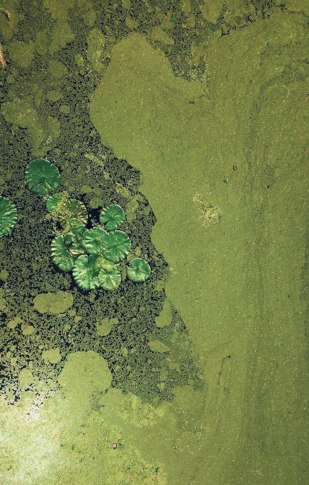Algae