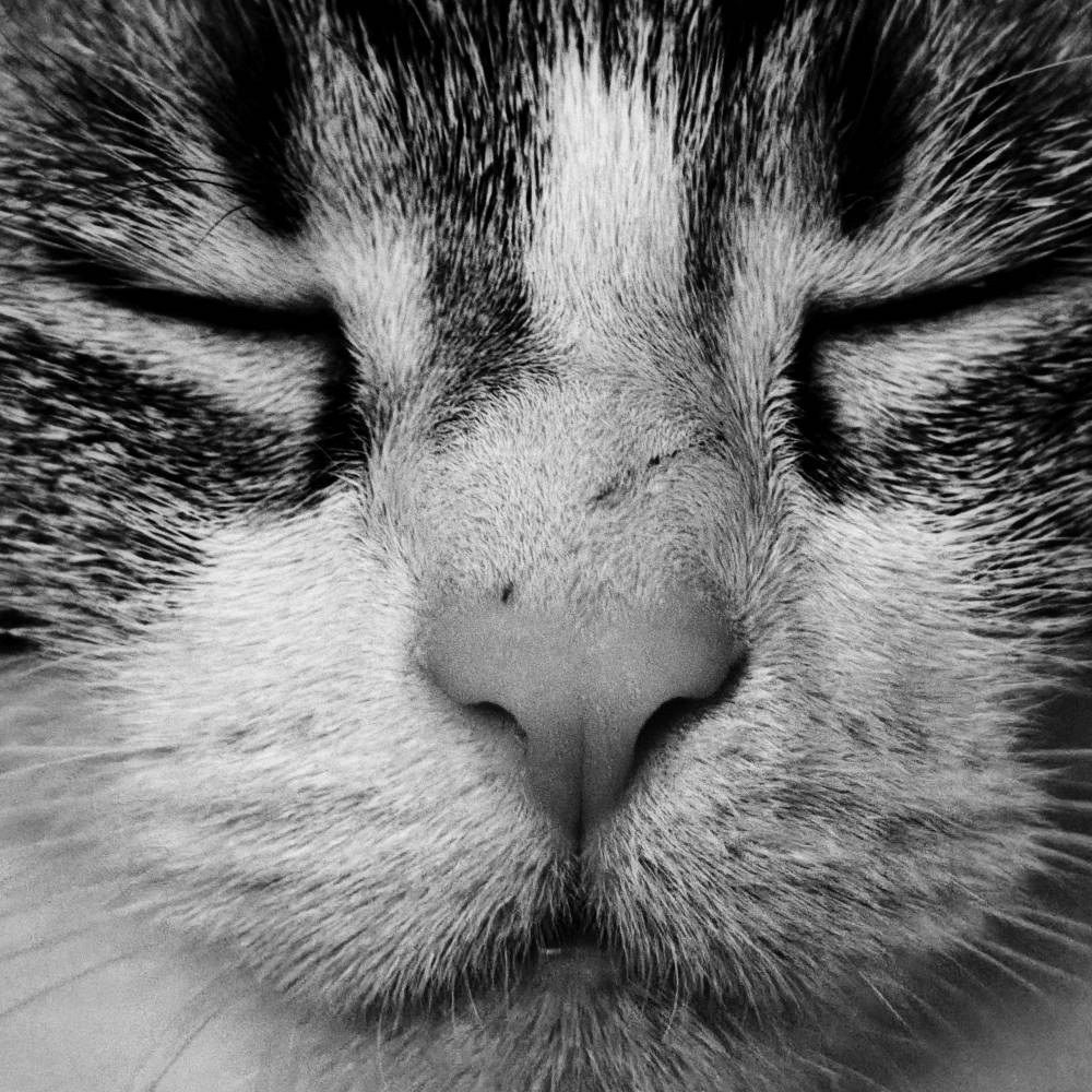 (gatto)