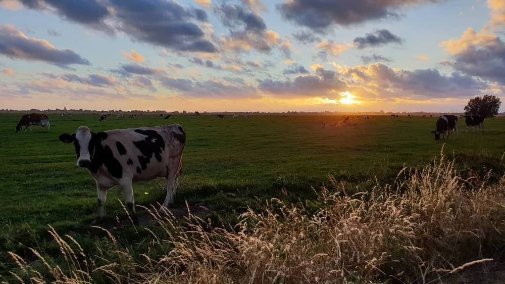 A cow standing in a field at sunset.