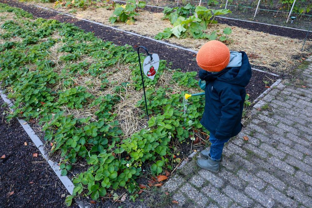 A toddler in an orange hat stands by a strawberry patch with a small garden sign.