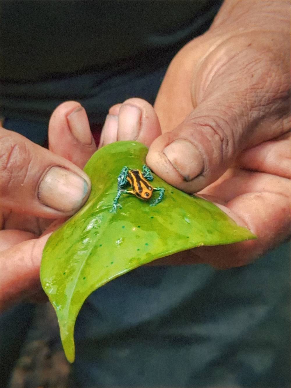 A local guide showing a poison dart frog on a green leaf