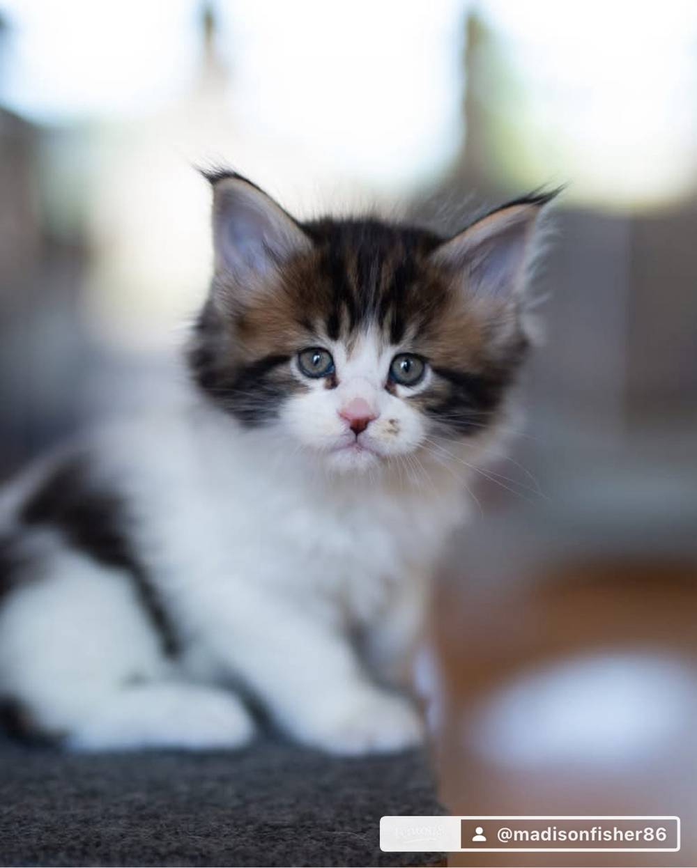 Kitten