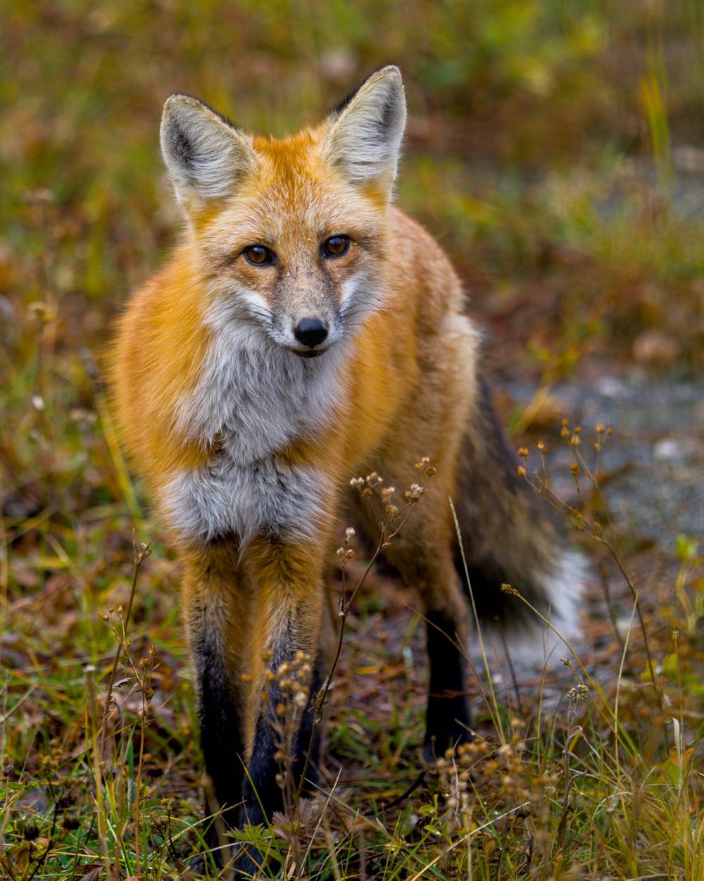 Fox Portrait