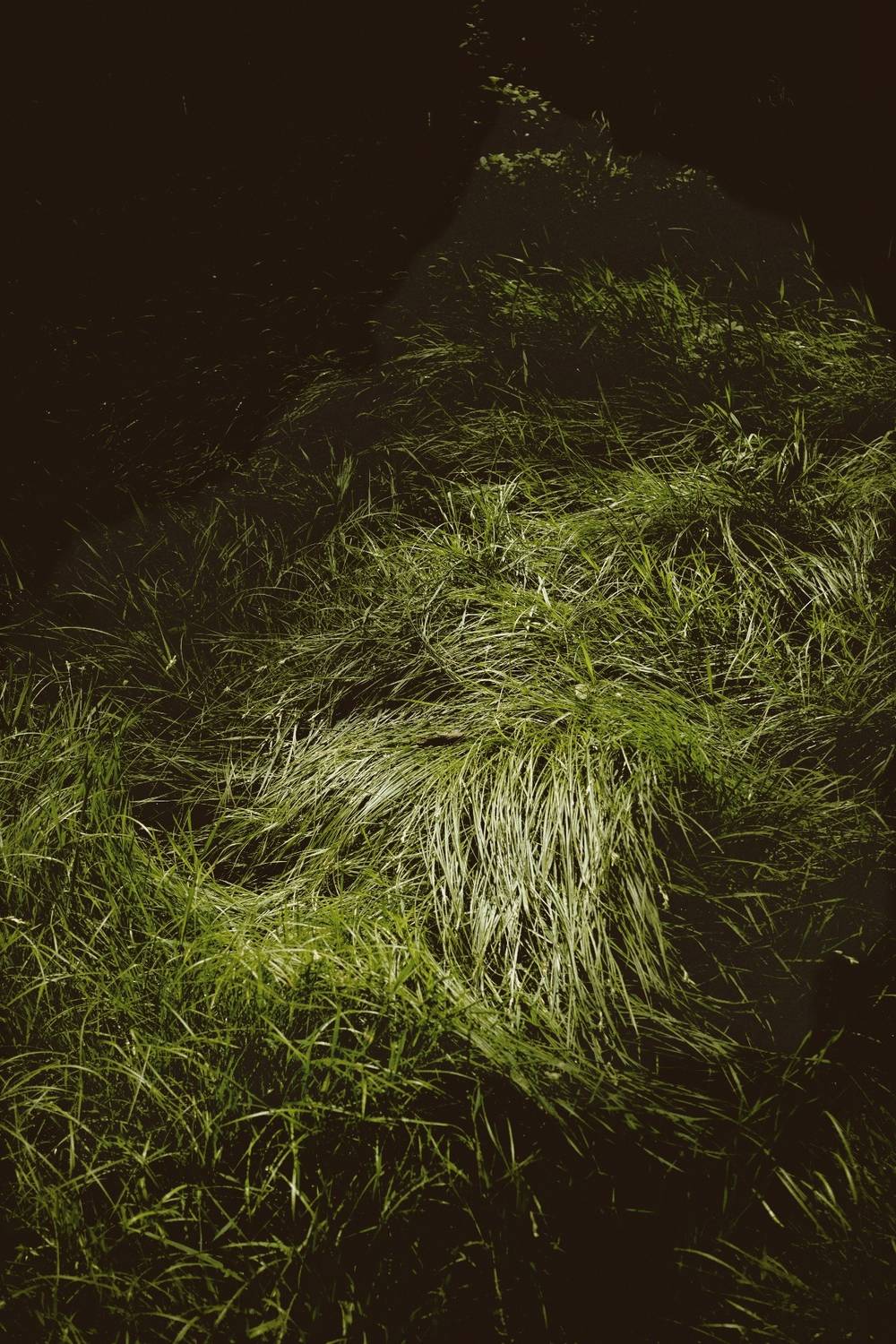 grass