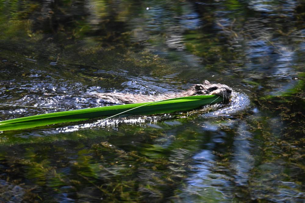 Muskrat swimming in a river carrying building material. The Muskrat is swimming slightly towards the camera.