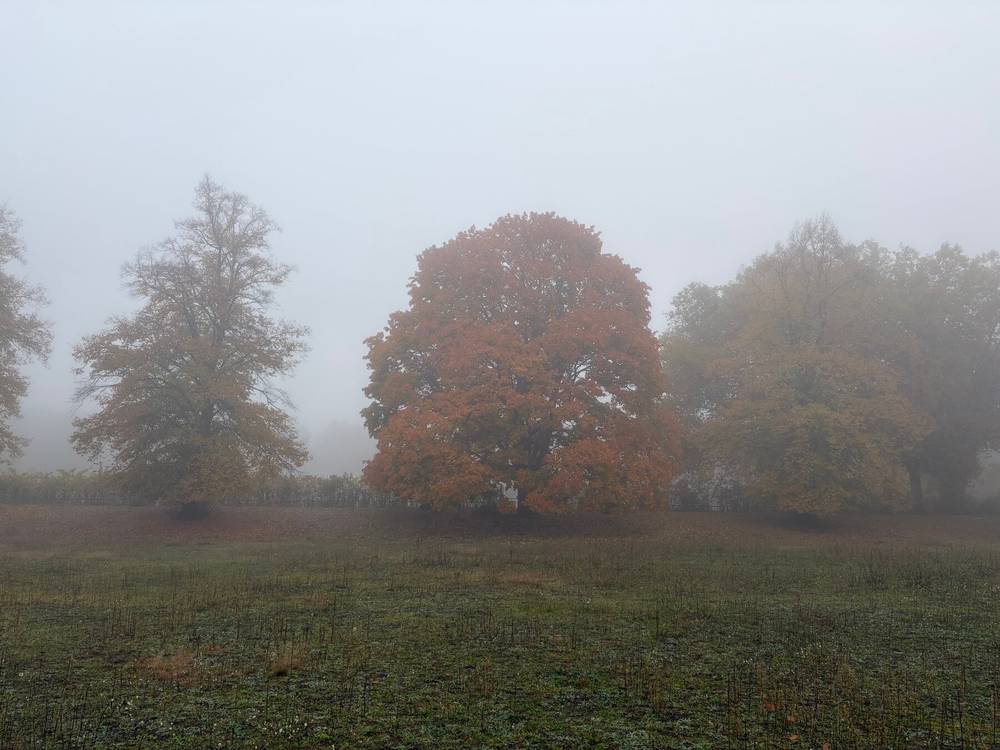ein baum mit herbstlaub an der catcherwiese im nebel