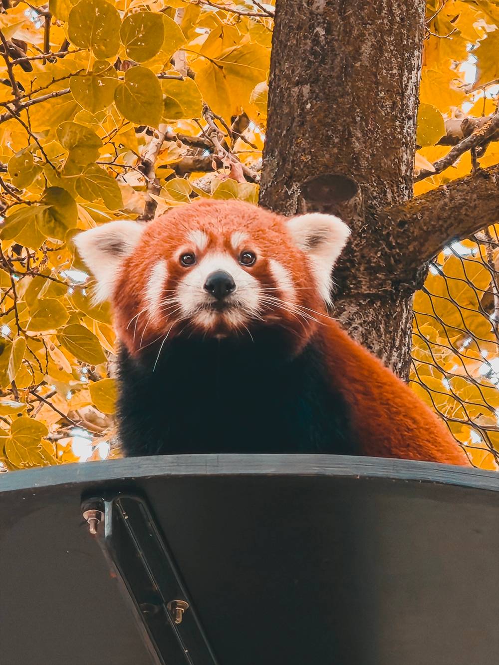 Panda vermell