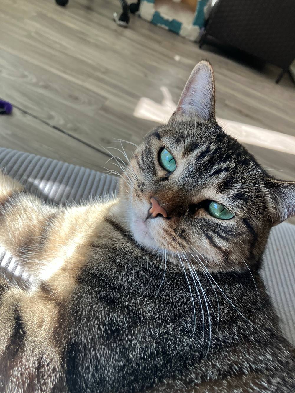 Coco, photo 1 of 1
