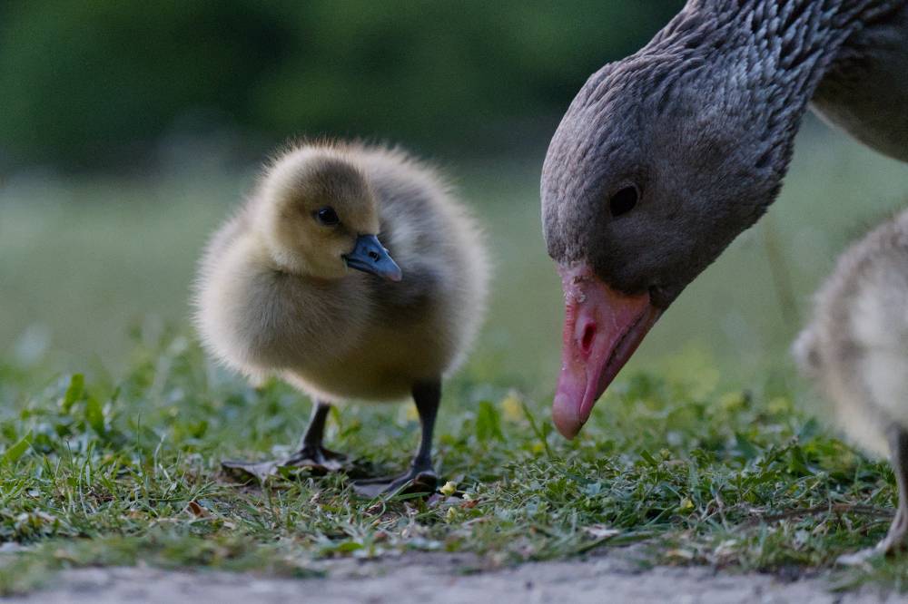 Nothing but fluff