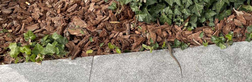 A small lizard in front of some bushes.