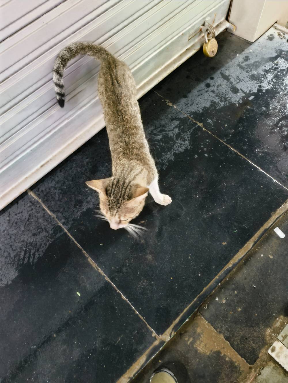 kitty screaming for food 
