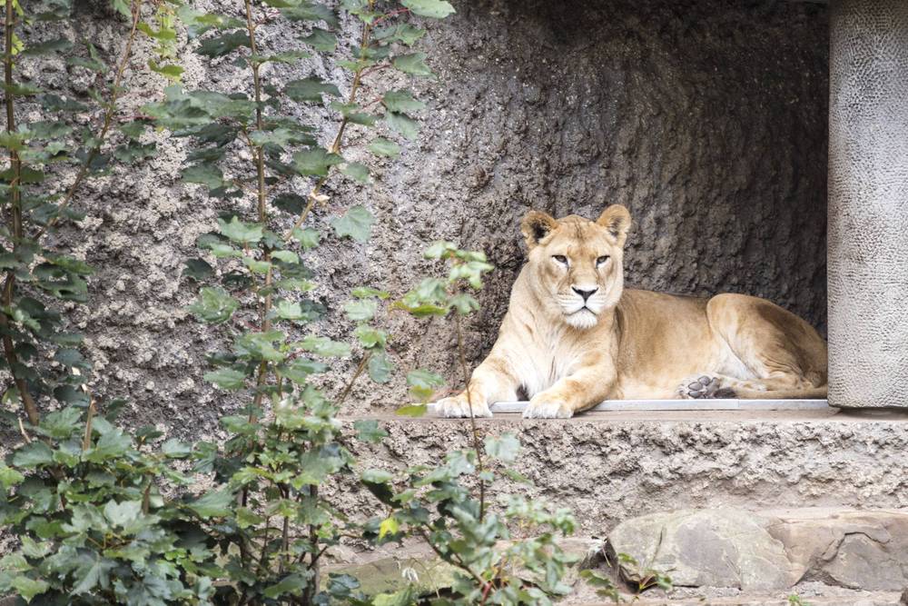 A lioness lies on a stone ledge in her enclosure.
