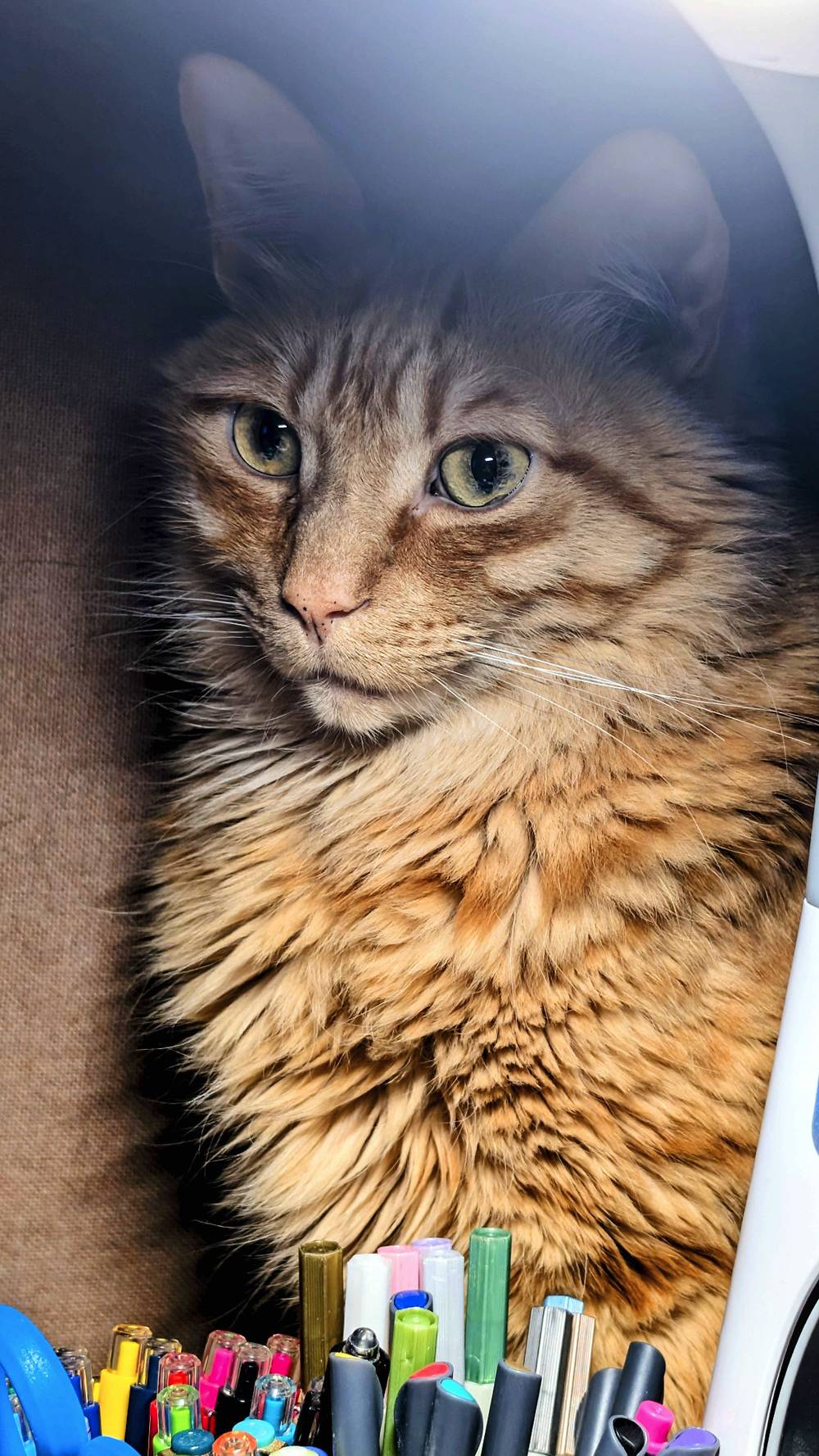 Orange tabby cat named Cinnamon photographed in a corner of his dad's desk under a desk lamp.