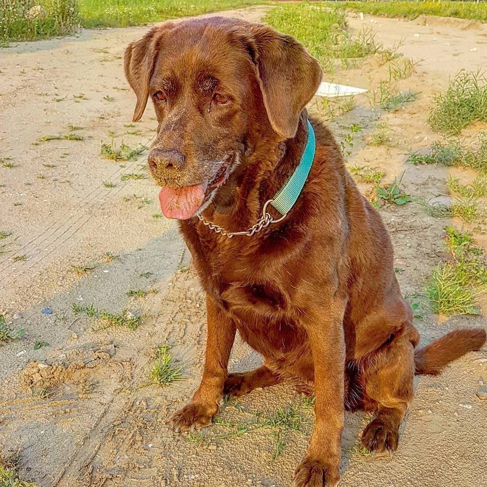 A brown Labrador-mix dog with its tongue out, sitting on a sandy path.