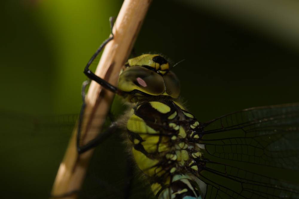 Dragonflies