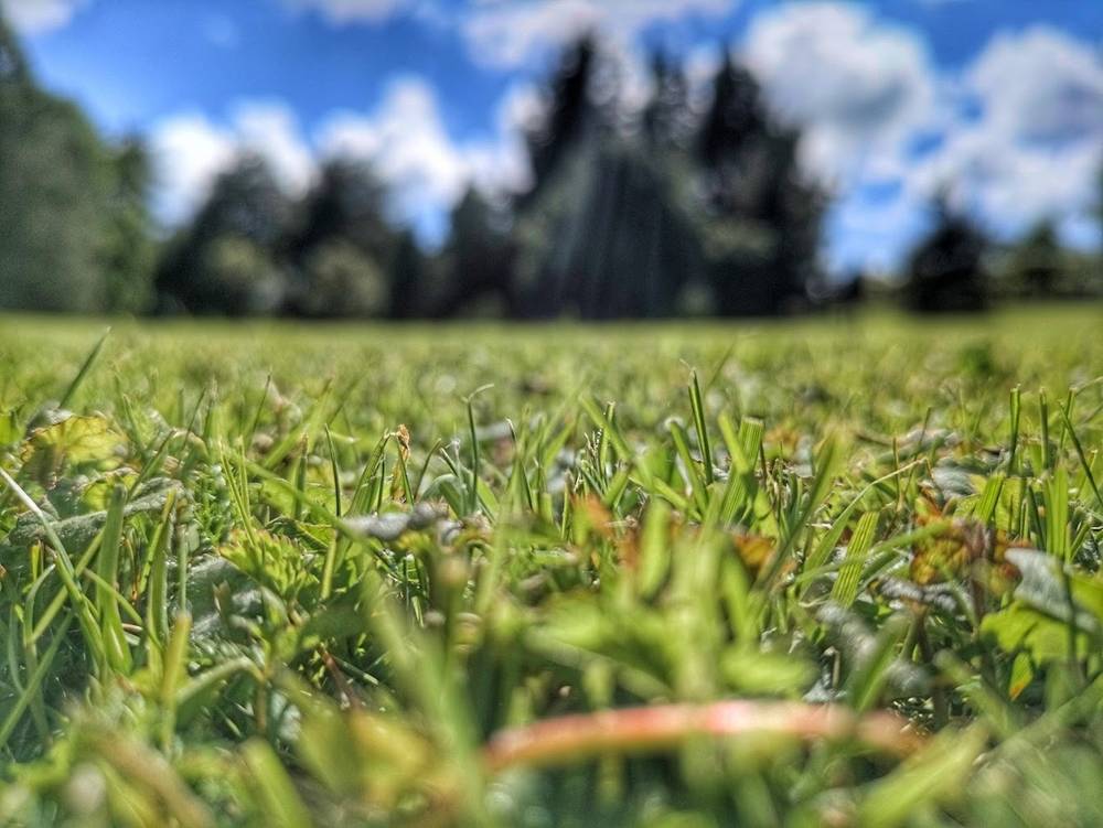 Bokeh shot of grass and the blue sky.