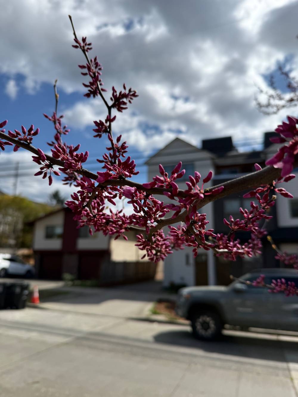Cherry blossoms just before bloom