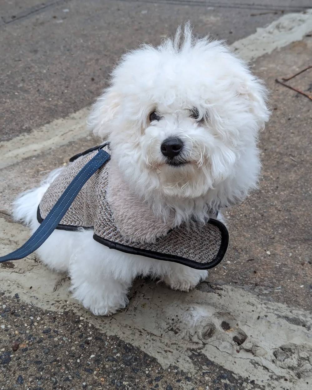 Kibi needs a haircut! He's still very cute even when he's shaggy 🥺