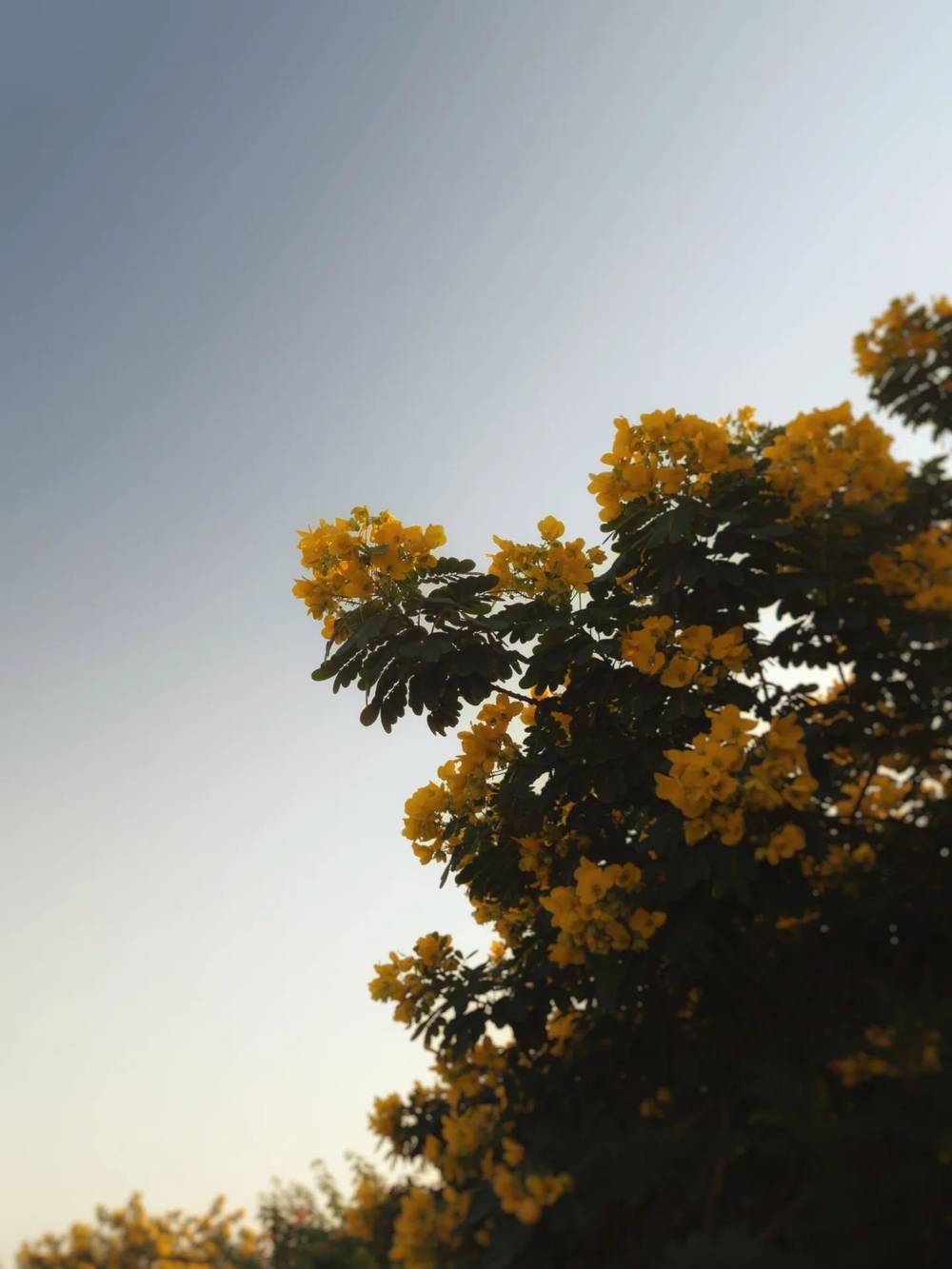 Summer morning