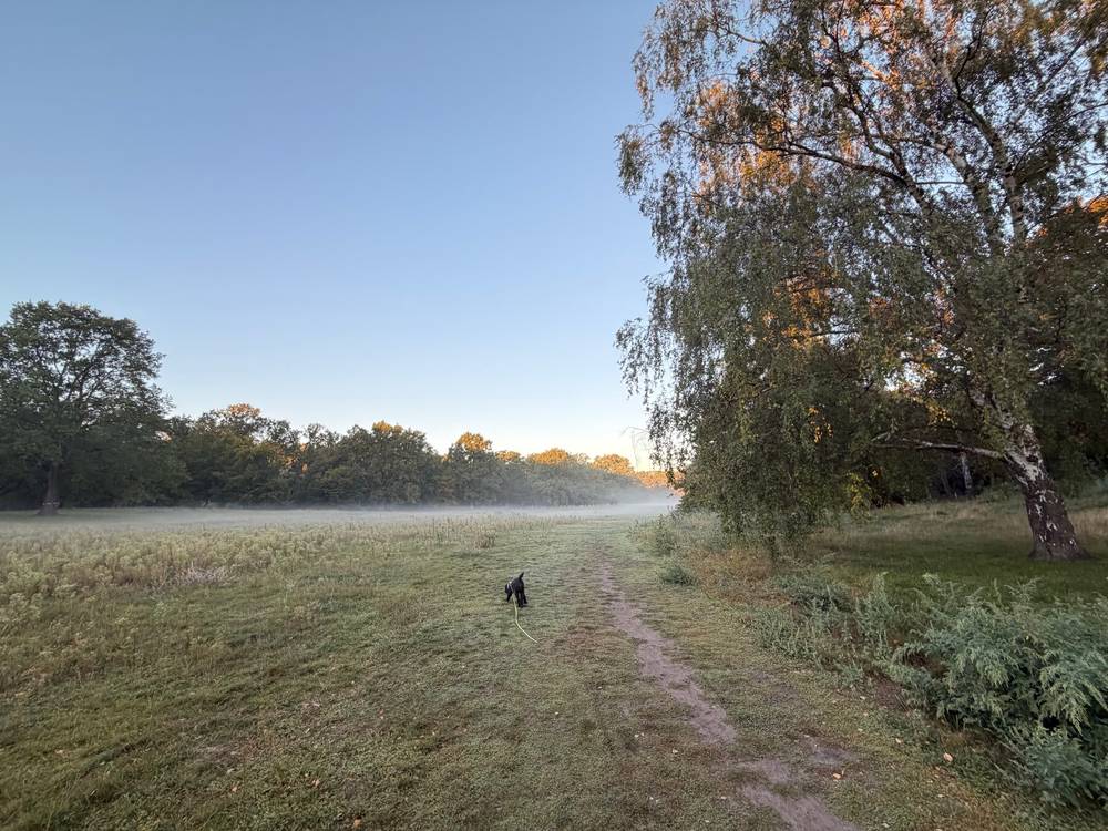 bodennebel auf der grossen wiese im volkspark rehberge. im hintergrund werden die bäume gelblich von der aufgehenden sonne beleuchtet