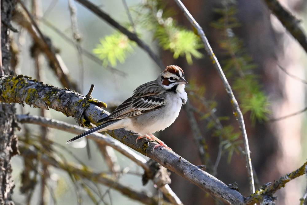 Lark Sparrow perching on a branch facing right.