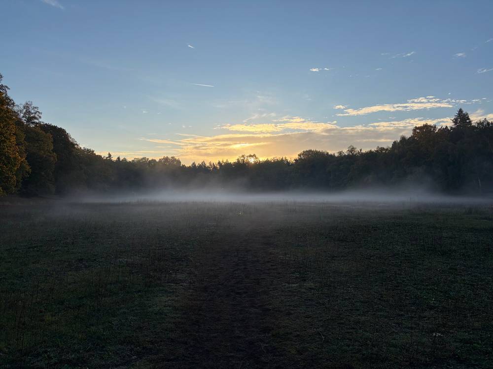 vatcherwiese im frühnebel