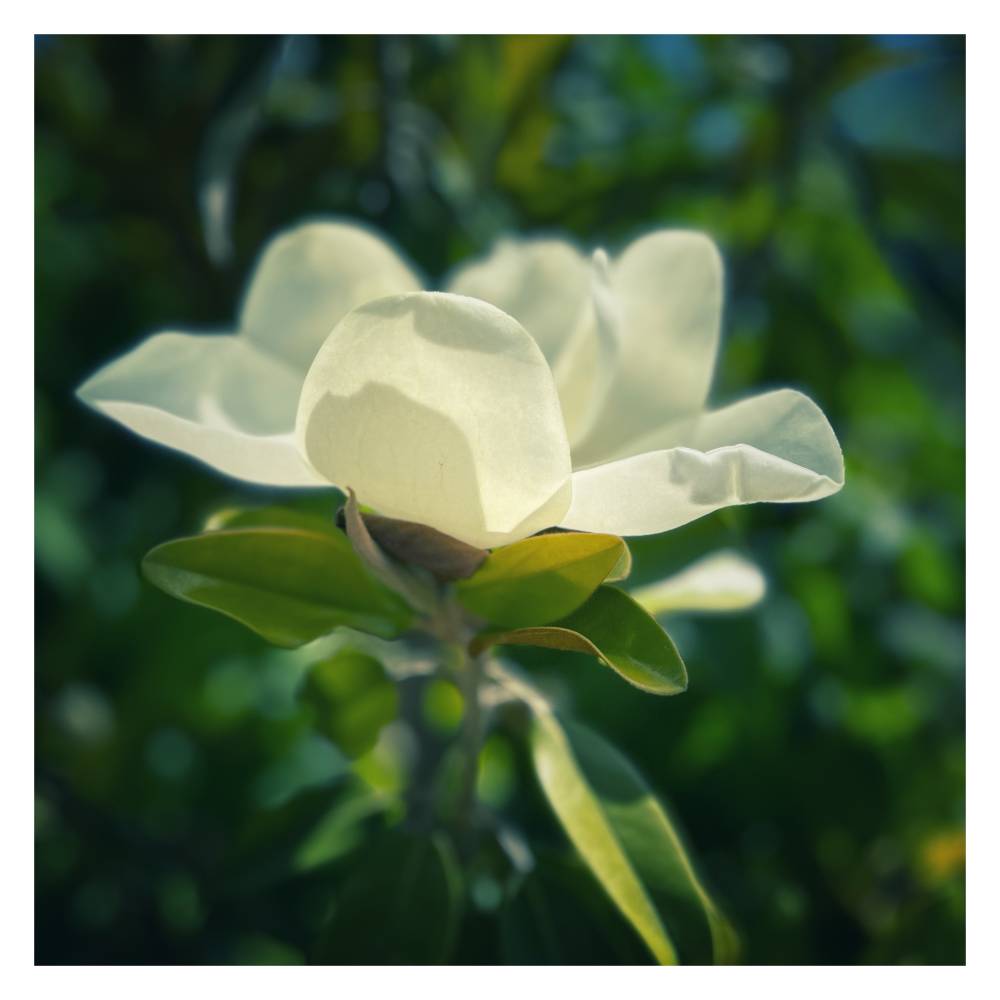 Magnolia