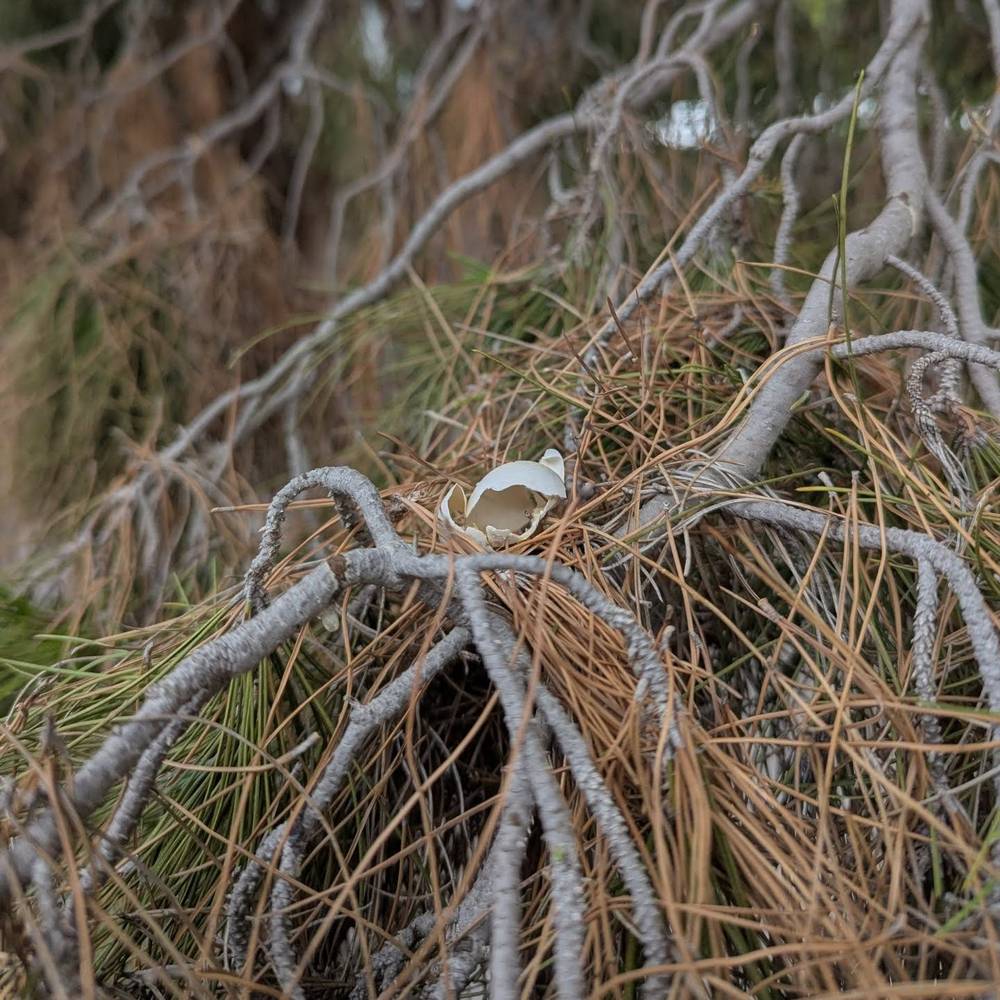 no eggs after easter