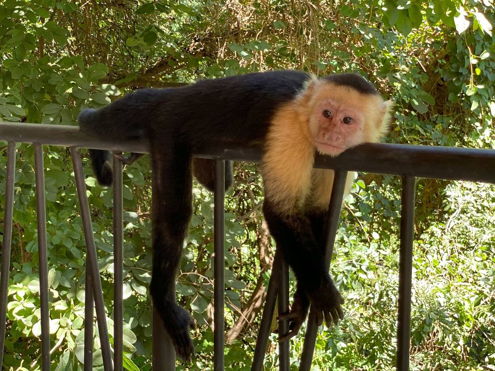 Lurkin' Monkey, photo 1 of 1
