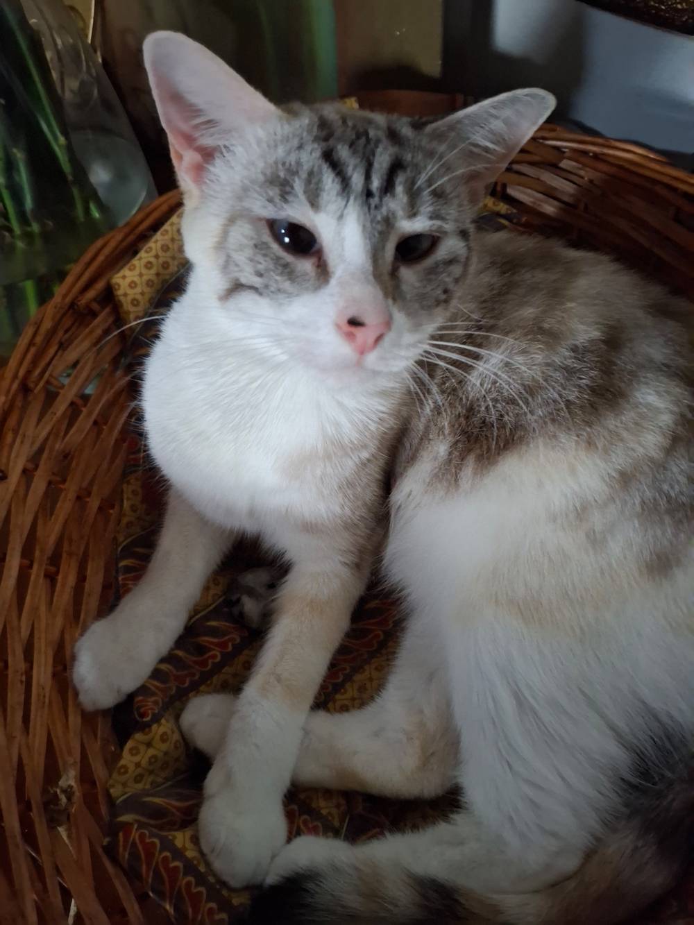cutie little white /grey cat