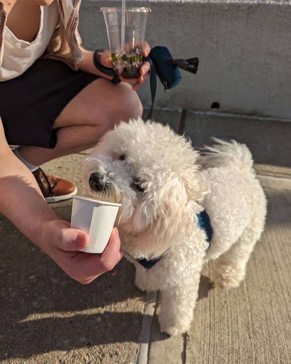 Kibi tried a puppycino for the first time and it's pretty clear he loved it 🥰