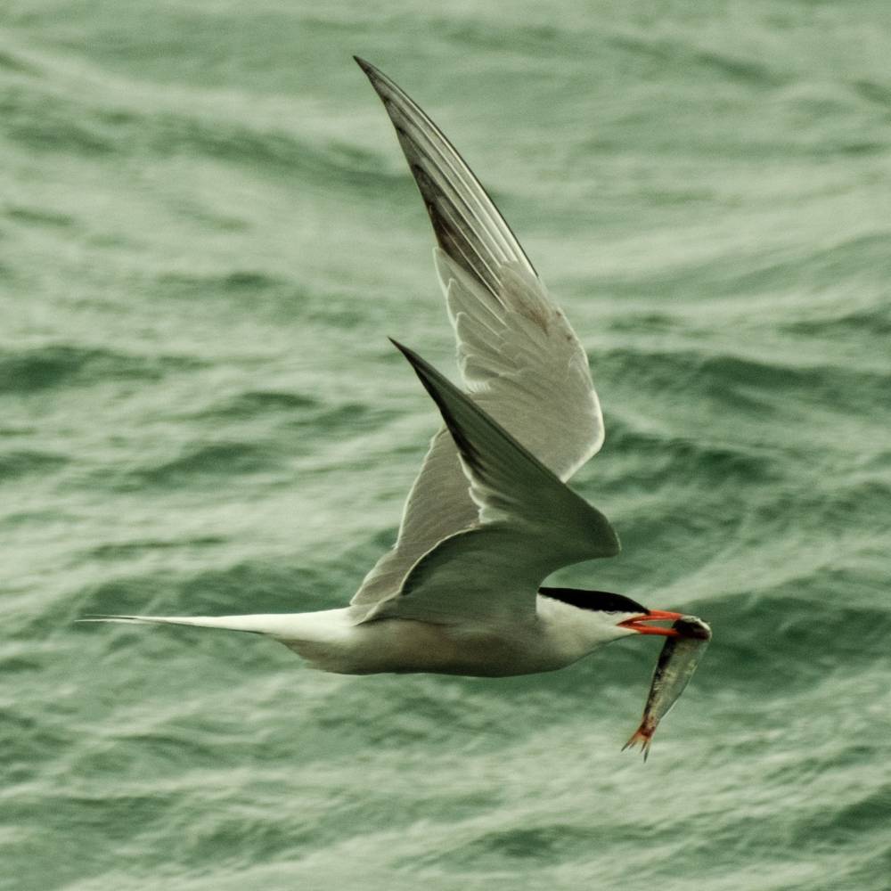 Common tern