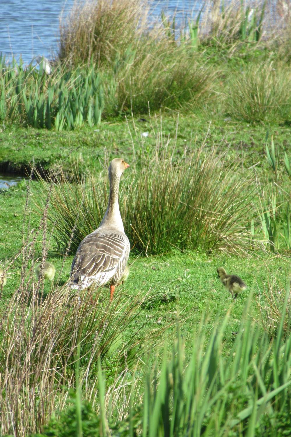 A Greylag goose stands in a grassy field dotted with clumps of tall reeds, looking away from the camera. A small, fuzzy gosling walks on the grass nearby. A body of water is visible in the distance.