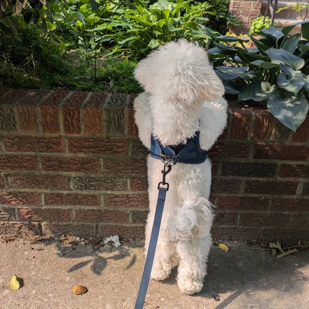 Being a nosy baby on walks 🫣, photo 2 of 2