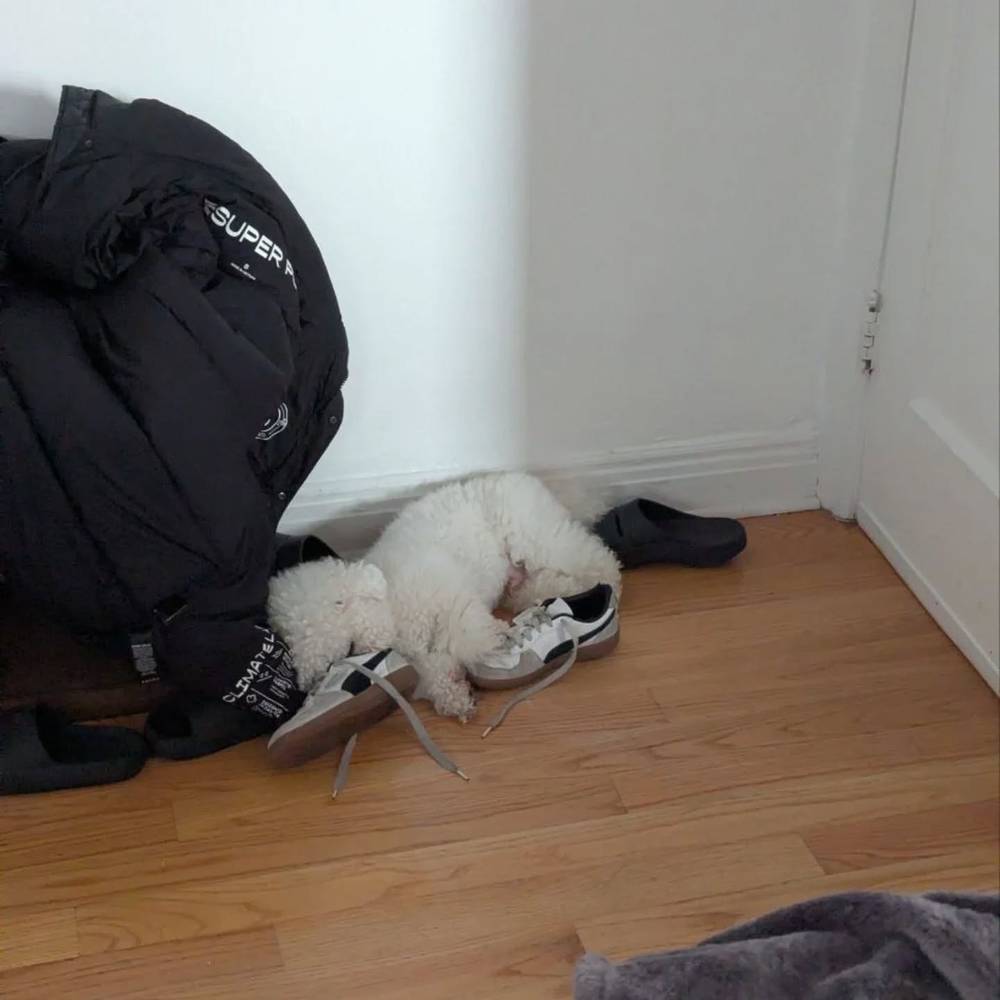 Once again, sleeping in a weird spot and obsessed with mommy's shoes 👟